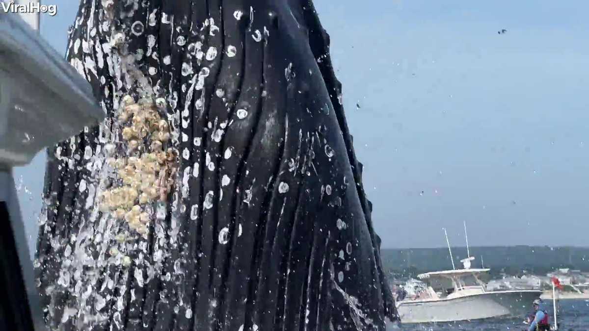 New video captures whale landing on fishing boat off Plymouth, Massachusetts