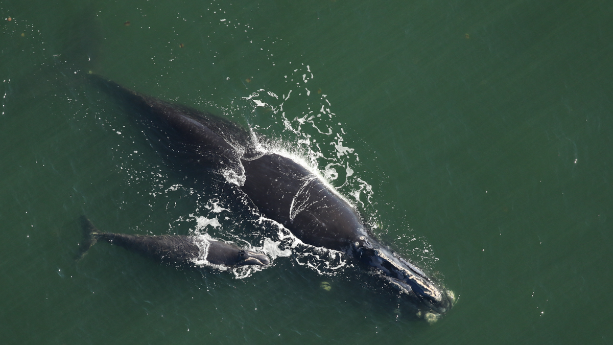 Whale Calf Meaning