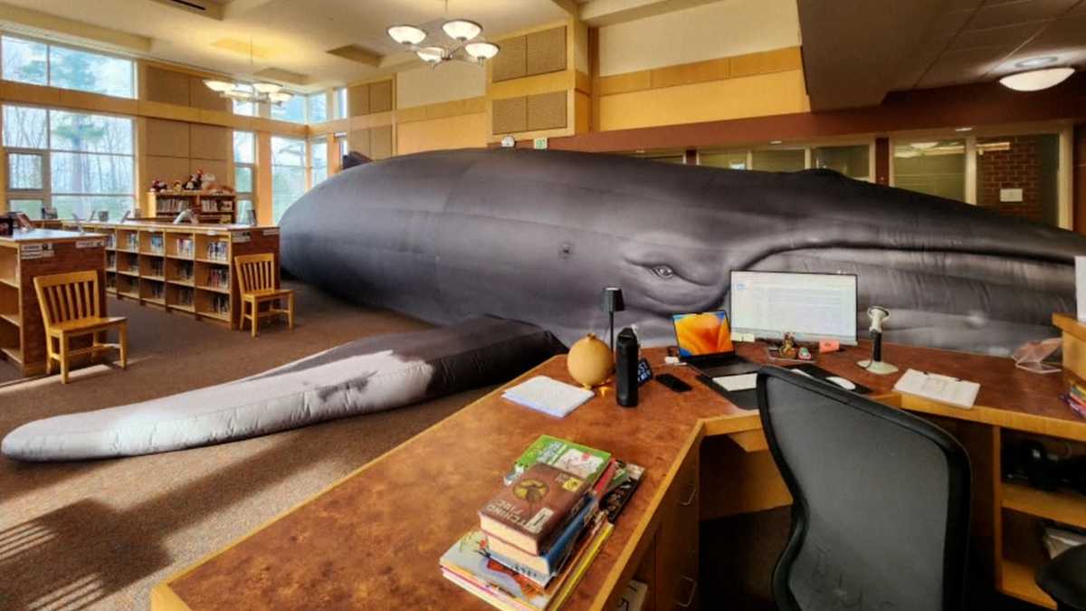 Go inside a whale: Maine educator touring the state with a unique opportunity