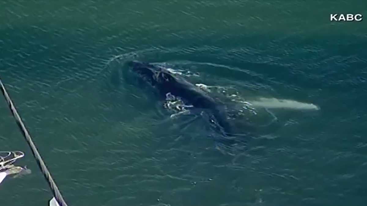 Young whale finds its way out of Southern California harbor