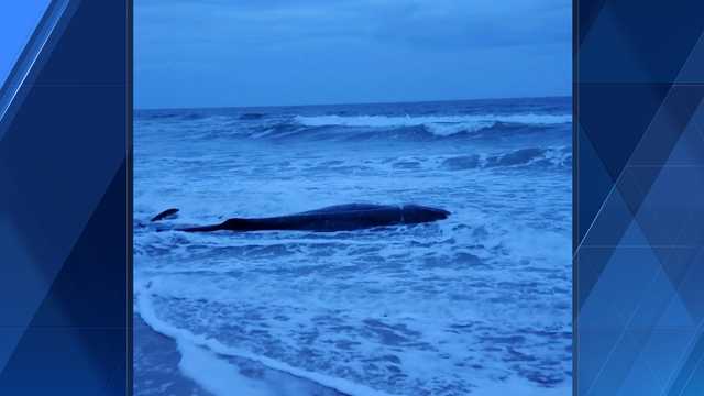North Carolina: Juvenile sperm whale euthanized after stranding on North Carolina beach - Vimarsana News
