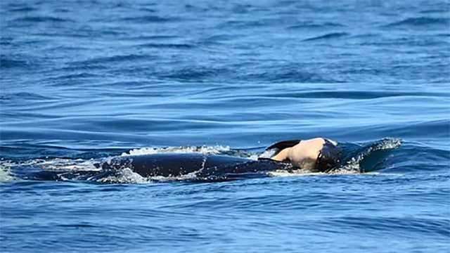 A mother whale has repeatedly retrieved the carcass of a deceased newborn calf