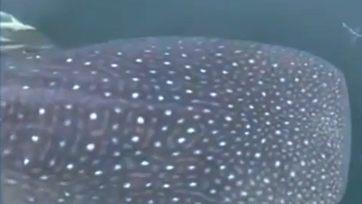 Fishermen spot whale shark off the coast of Florida