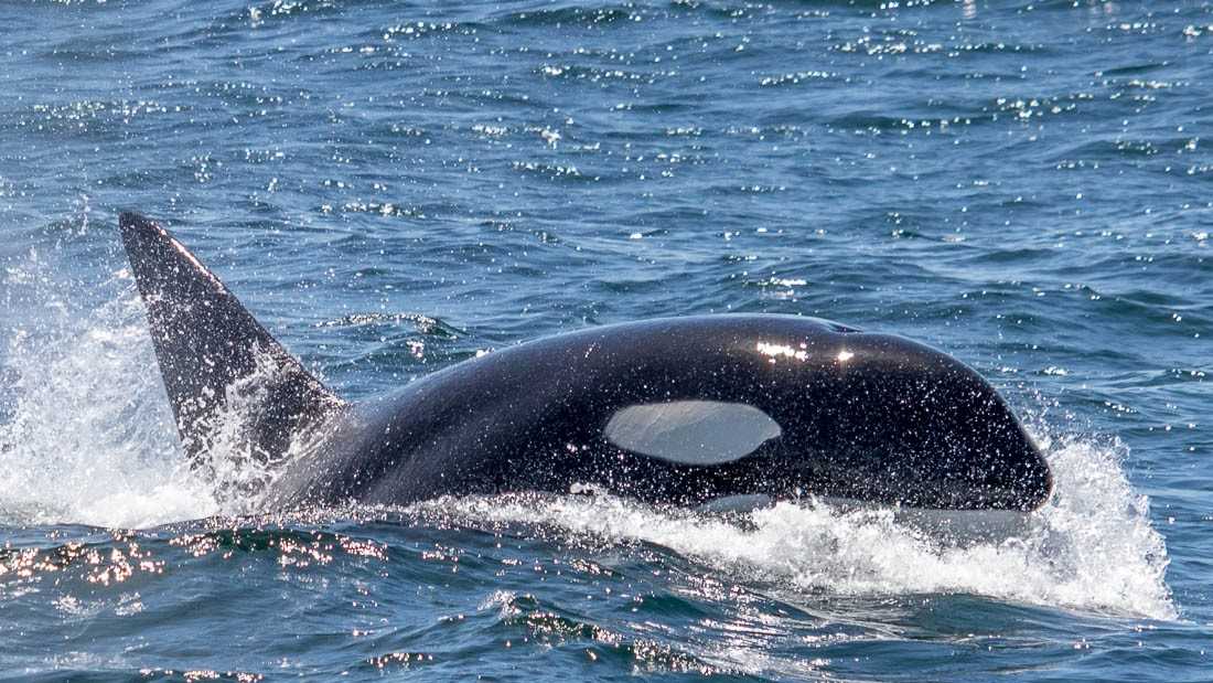 PHOTOS Active orcas in the Monterey Bay