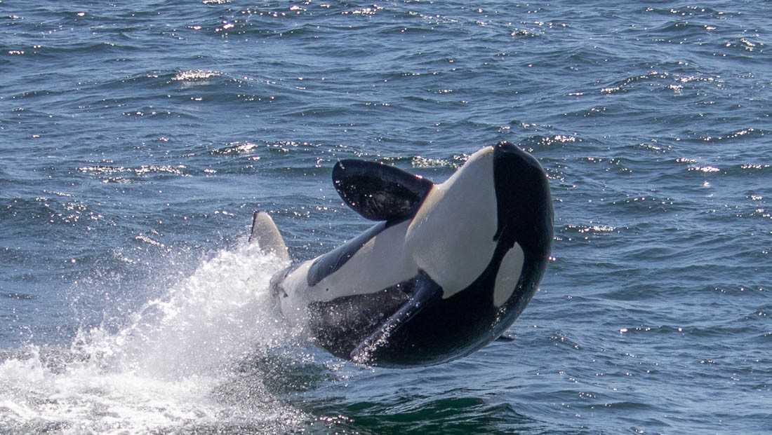 PHOTOS: Active orcas in the Monterey Bay