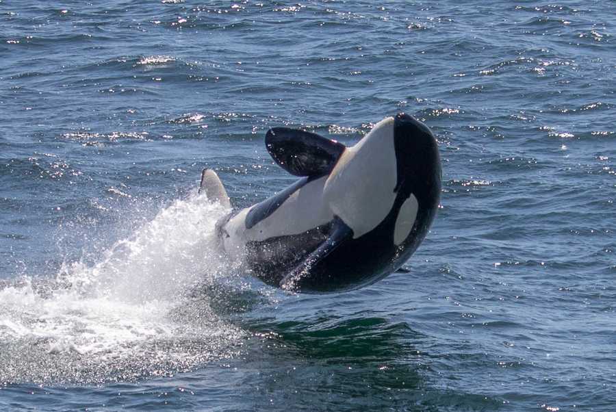 PHOTOS Active orcas in the Monterey Bay