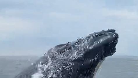 Off-duty Maine police officer gets up close and personal with humpback whale