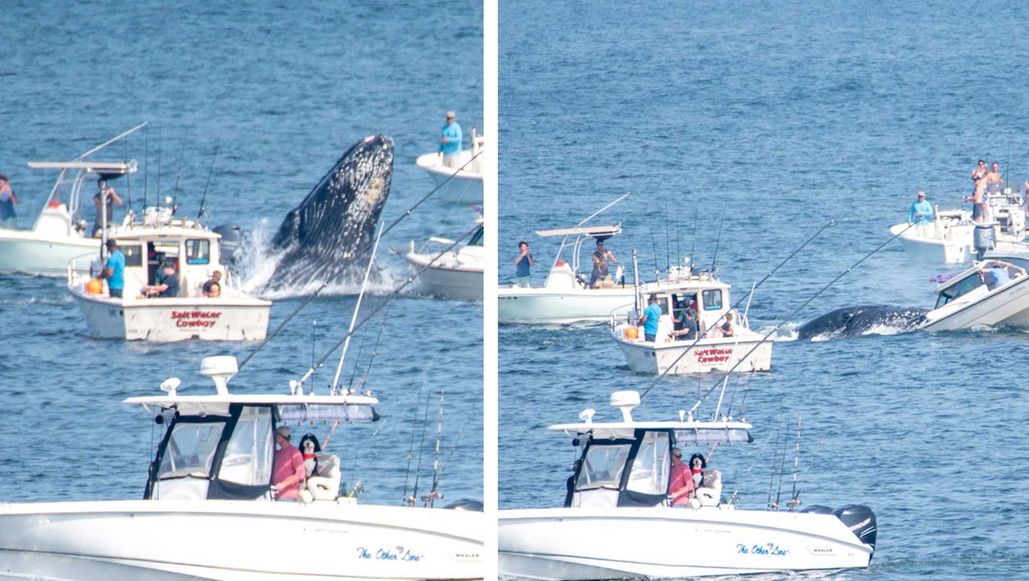 Whale breaches, strikes fishing boat in waters off Plymouth, Massachusetts - Vimarsana News