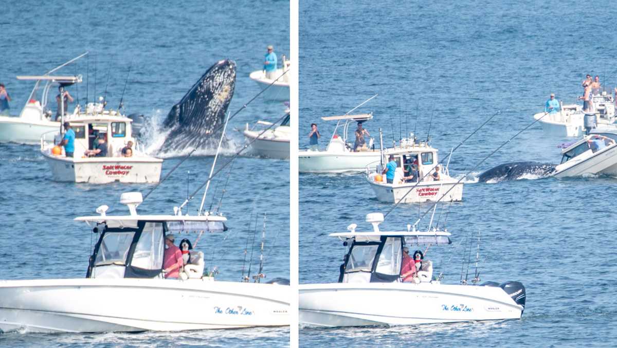 Whale breaches, lands on fishing boat off Plymouth, Massachusetts