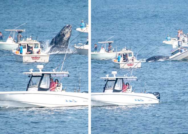 whale&#x20;strikes&#x20;boat&#x20;in&#x20;plymouth