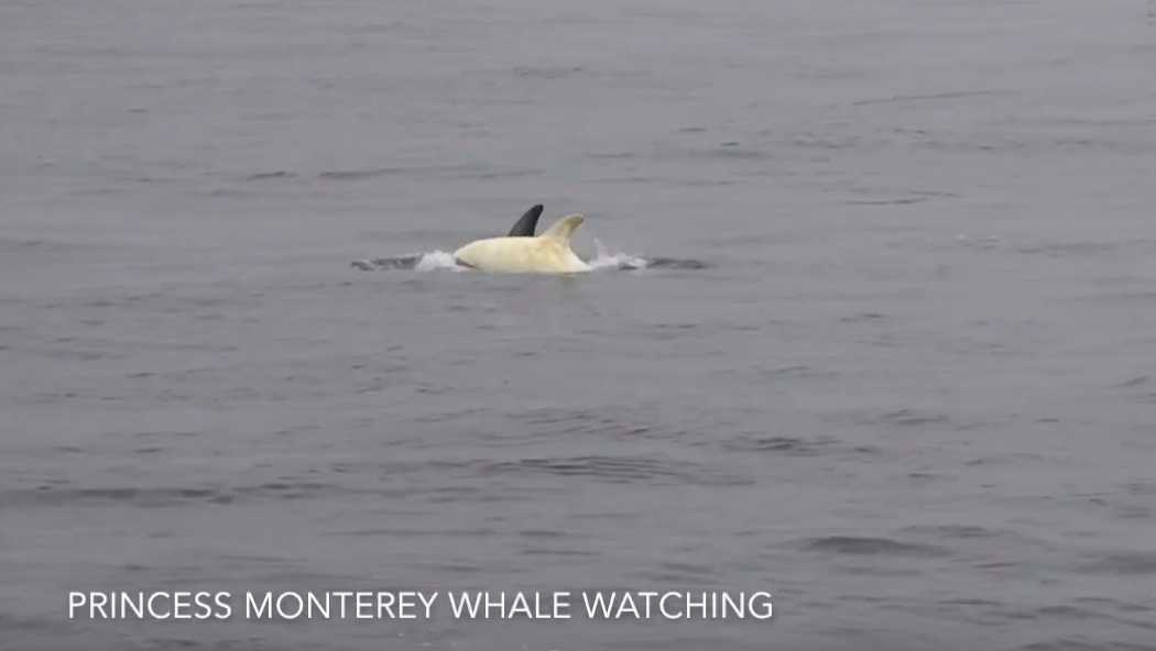 Baby white dolphin spotted off Monterey coast