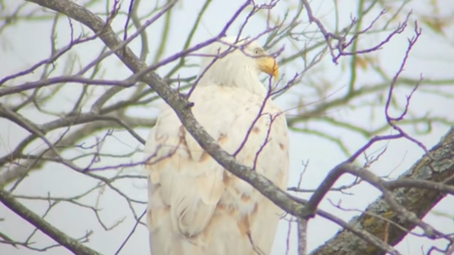 Top Places for Eagle Watching in Oklahoma