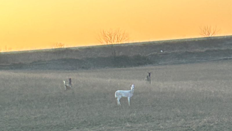 Iowa woman snaps photo of white deer near Runnells