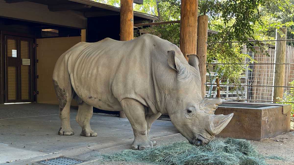 Sacramento Zoo 28yearold white rhinoceros