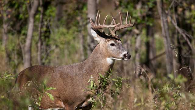 More than 30 deer die in hemorrhagic disease outbreak in northwestern Pa. - Vimarsana News