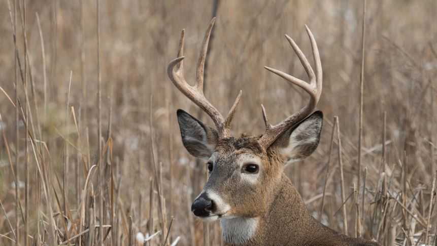 North Carolina Wildlife Officials Warn Of Deer Disease 