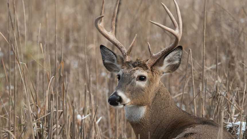north carolina wildlife officials warn of deer disease
