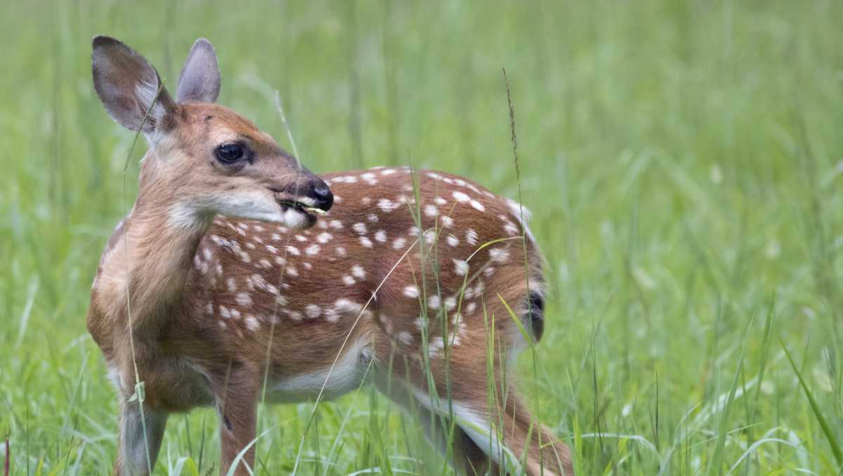 Monday is application deadline for Indiana state park deer hunts