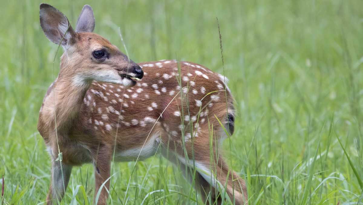 Monday Is Application Deadline For Indiana State Park Deer Hunts monday-is-application-deadline-for-indiana-state-park-deer-hunts