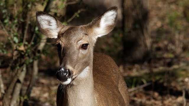 Photo of Vedci sa domnievajú, že jelene chytajú koronavírus od ľudí
