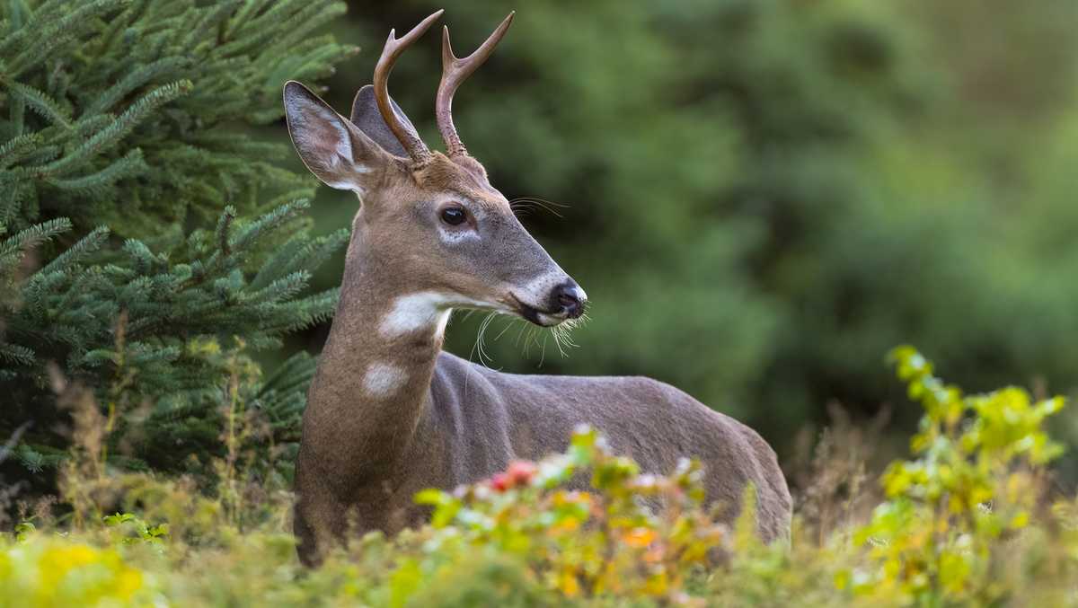 Chronic Wasting Disease Confirmed in 16 Michigan Counties Including Genesee