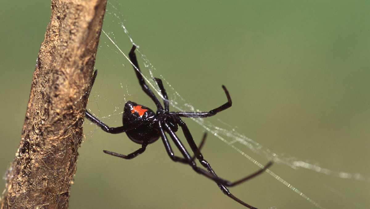 Woman finds black widow spider in package of grocery store grapes