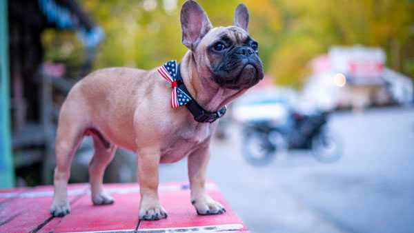 Wilbur the French Bulldog wins race for Rabbit Hash mayor