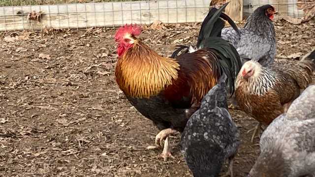 Couple fined $5K+ over crowing rooster named Wilbur - Vimarsana News