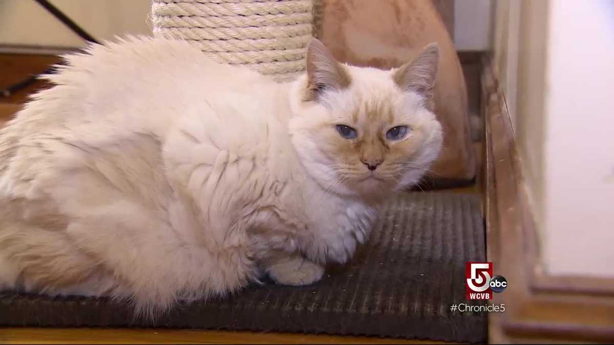 Cape Cod Wild CASAS Cats