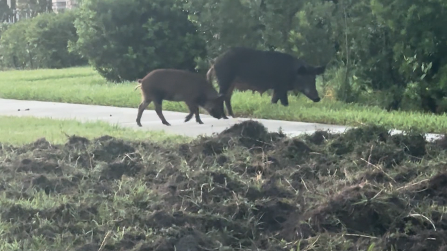 wild pigs in lake nona