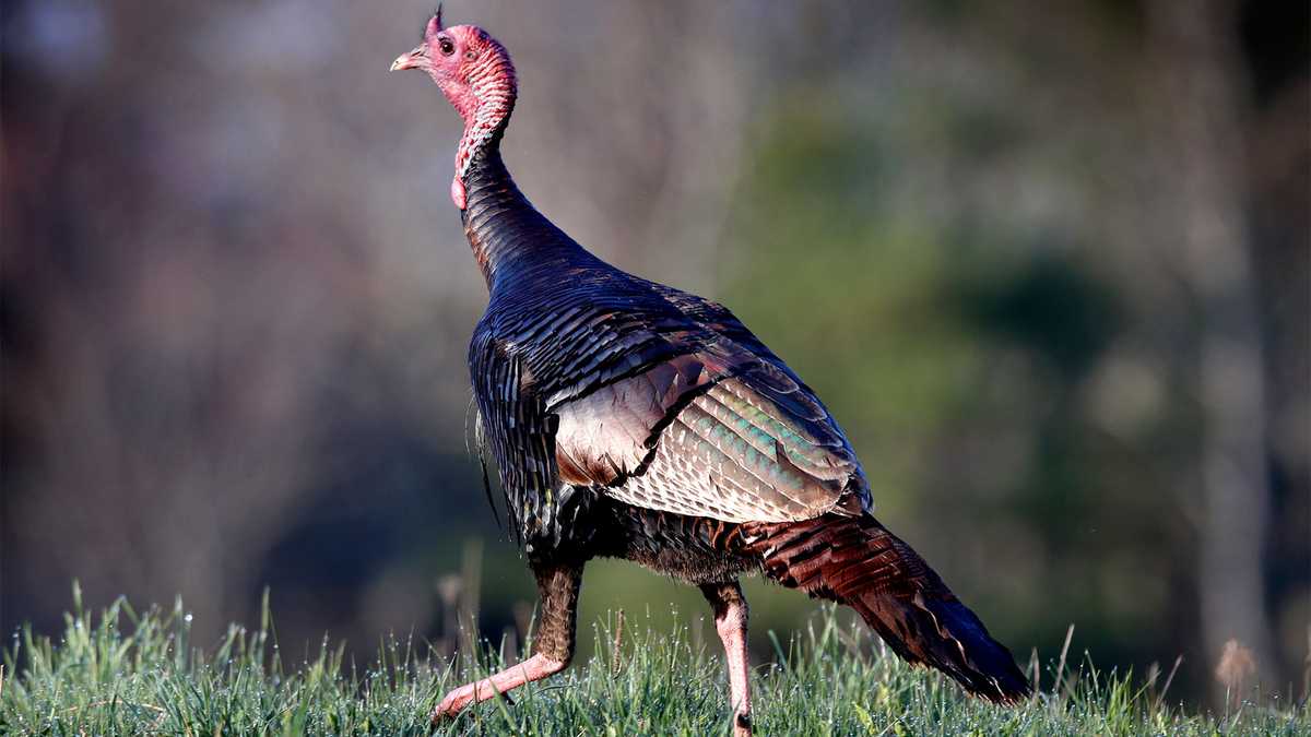 CDC: EEE virus found in wild turkey from Burnham, Maine