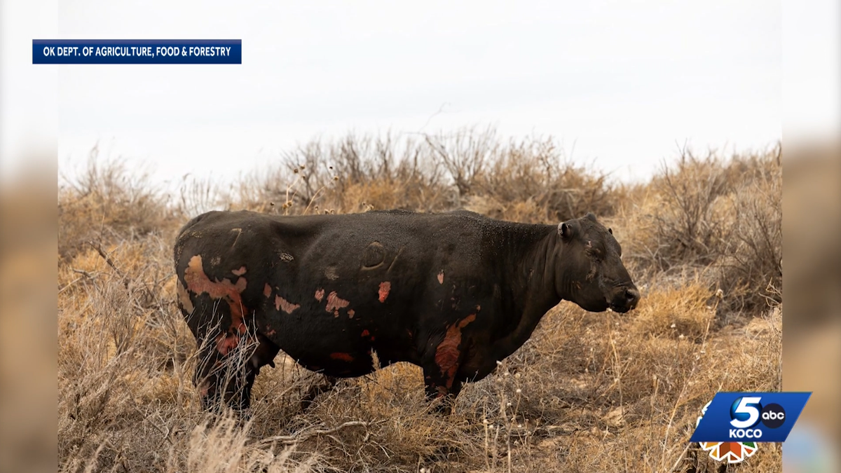 Some Oklahoma Farmers and Ranchers devastated by wildfires