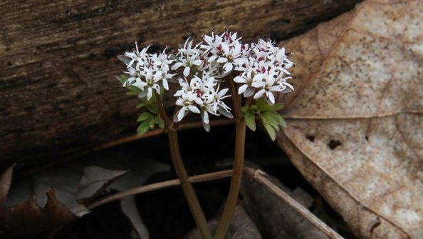 A sign of spring: Skunk cabbage, showing up in southern Ohio