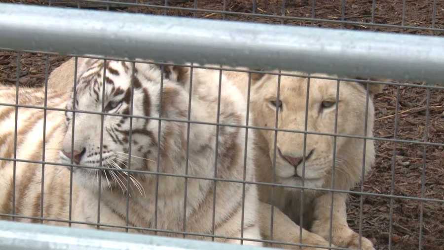 Wildlife in Need - two white tigers
