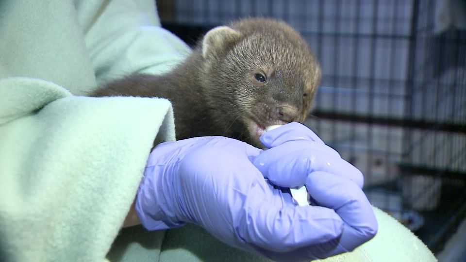 Tuesday, May 29th: Wildlife Rehab
