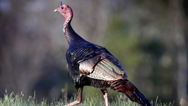 Kansas cancels its fall turkey hunting season amid declining populations - Vimarsana News