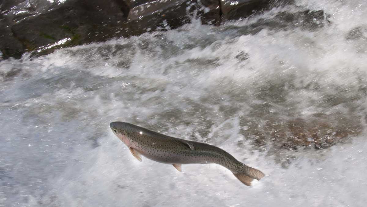 Steelhead Rainbow Trout Begin Annual Migration In Orleans Vt