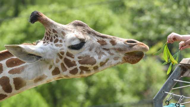 Maryland Zoo: Willow the giraffe unexpectedly dies - Vimarsana News