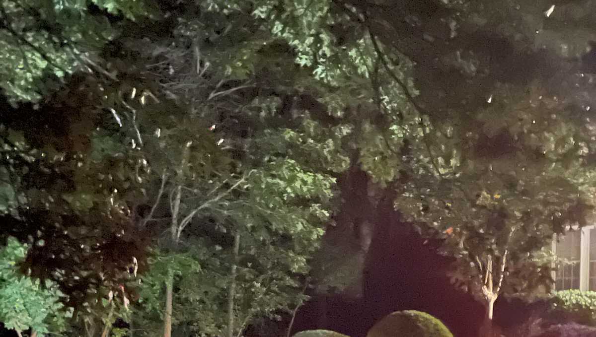 Winchester police confirm dog died of accident, not shooting