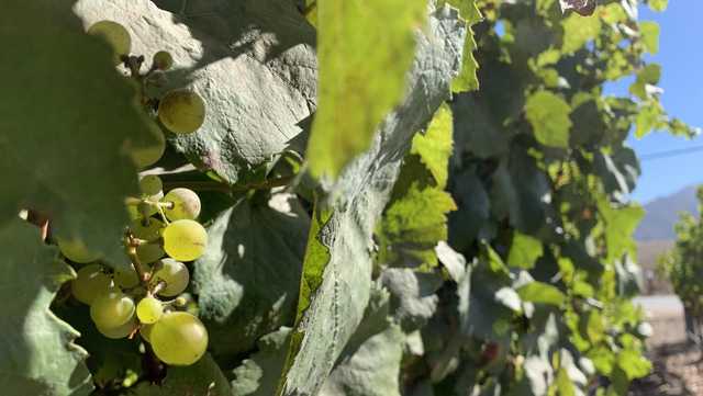 California wine growers move to over-night harvesting during heat wave - Vimarsana News