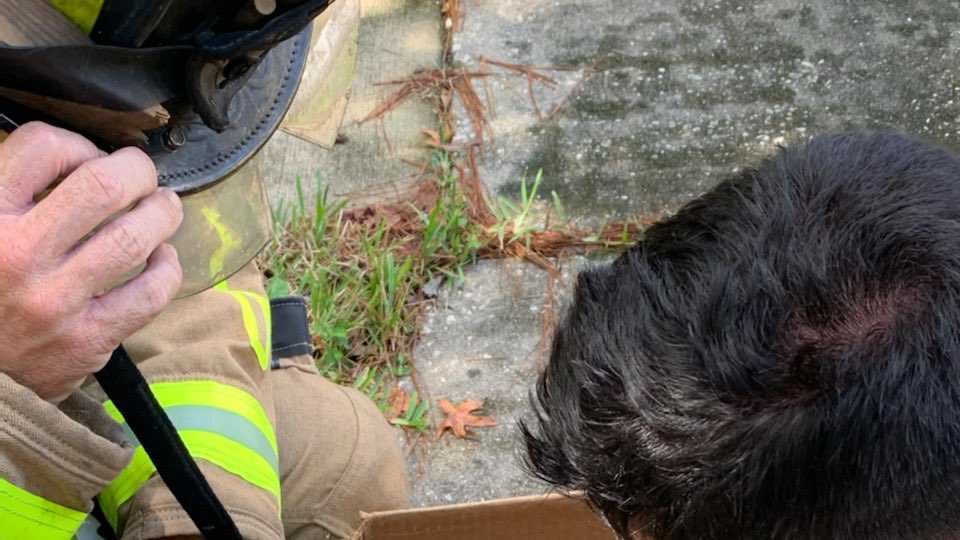 Cat rescued from fire at Winter Springs home