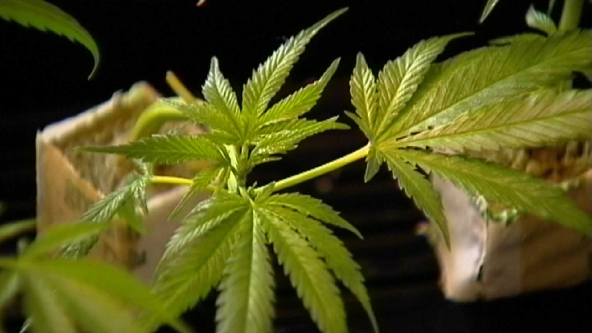 On 4/20, local weed ordinances lead to patchwork of decriminalization - Vimarsana News