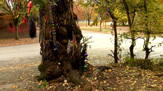 Scary stories: The legend of the Witches' Tree in Old Louisville