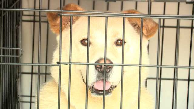 17 shelter dogs in the path of Ian are now safe in the Lowcountry looking for forever homes - Vimarsana News