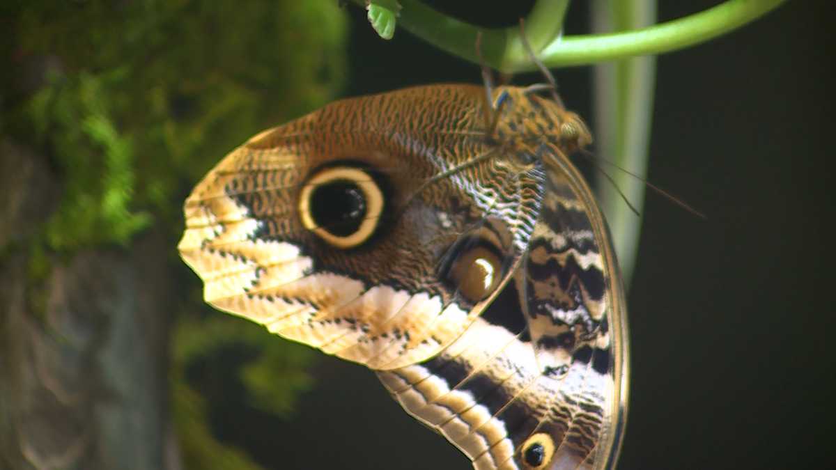 Butterflies of Ecuador celebrates 24th year in Eden Park