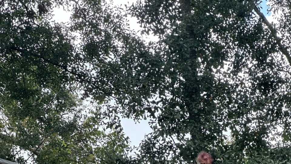 Louisiana woman rescued from tree after trying to save cat