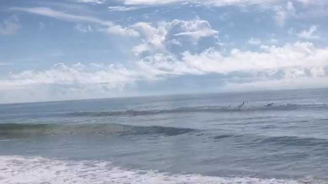 South Carolina: Two sharks ping off the coast - Vimarsana News
