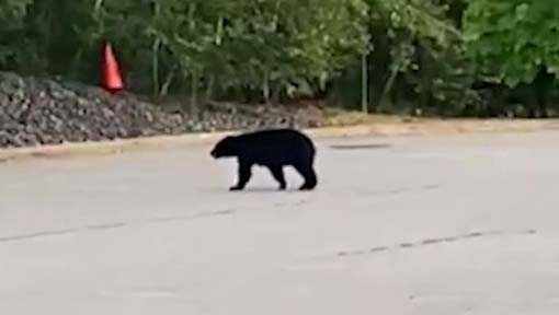 Be on lookout! Bear spotted in Woburn, Massachusetts