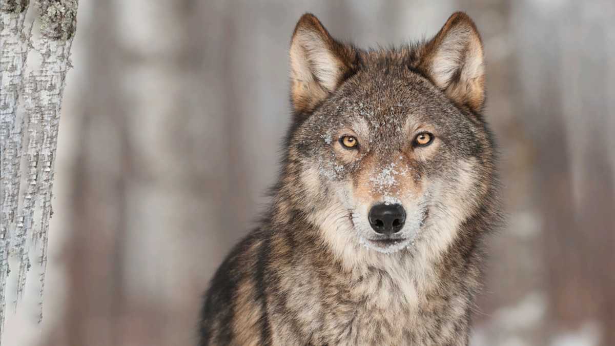 Are wolves returning to Maine? Experts disagree