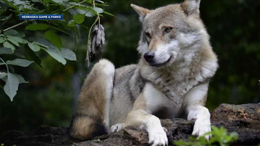 gray wolf in dodge county nebraska